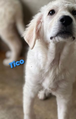 TICO MERAVIGLIOSO CUCCIOLO IN ADOZIONE - Foto 5