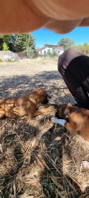 Cuccioli Boxer Bari Taranto Foggia Lecce Brindisi con pedigree - Foto 2