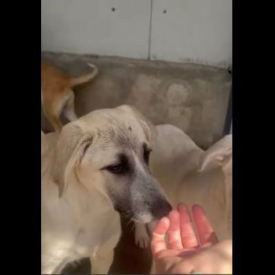 SAVERIO CUCCIOLO IN ADOZIONE - Foto 7