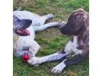 CUCCIOLI IN ADOZIONE