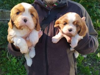 Cavalier king Charles Spaniel cuccioli con pedigree ENCi