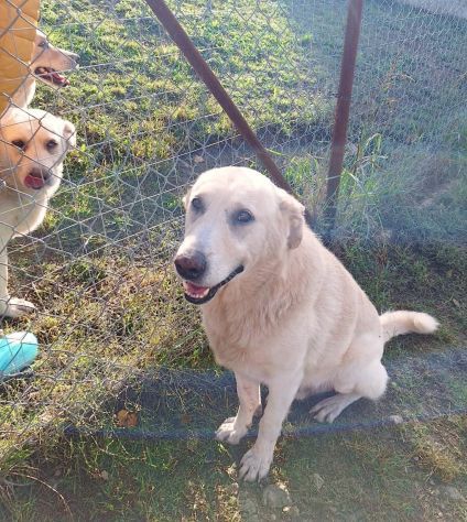 ORSO MAGNIFICO CARATTERE CANE IN ADOZIONE - Foto 10