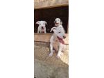 Cuccioli Amstaff bianchi con pedigree ENCI
