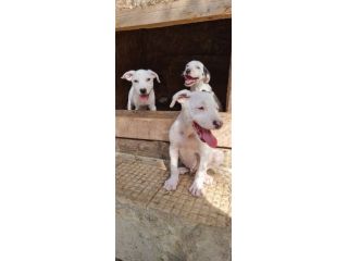 Cuccioli Amstaff bianchi con pedigree ENCI