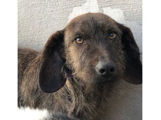 Sandrone abbandonato dal cacciatore