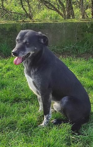 TIMIDO E PACATO CAGNOLINO IN ADOZIONE - Foto 4