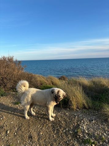 CERCHIAMO CASA PER DUE CUCCIOLONE - Foto 6