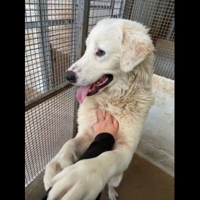 OMAR ADORABILE CUORE DI PANNA CANE IN ADOZIONE - Foto 6