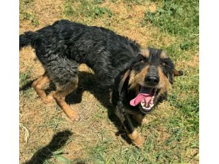 Aramis 5 anni segugio pelo ruvido