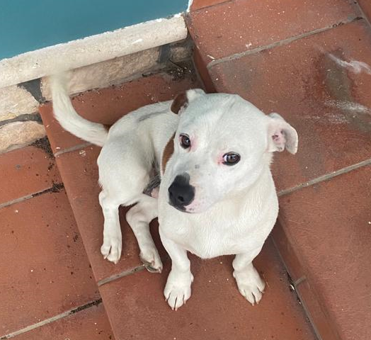 YAGO, cucciolone Jack Russell in cerca di casa - Foto 2