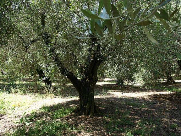 Immobile in asta di 5649 m² in vendita a Fonni - Foto 8