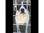 MARILU' tranquilla e pacata, taglia media. CANE IN ADOZIONE
