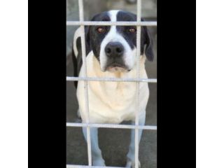 MARILU' tranquilla e pacata, taglia media. CANE IN ADOZIONE