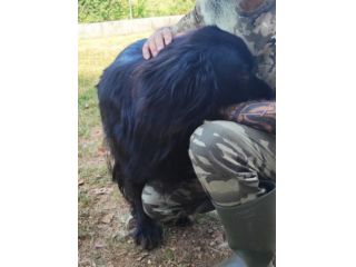 CANE IN ADOZIONE: NADAL, adorabile tenerone.