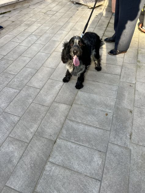CUCCIOLO DI SPRINGER SPANIEL - Foto 5
