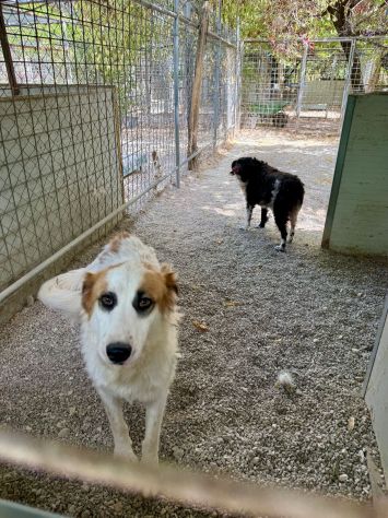 Sofia: amichevole e tranquilla, dolce con tutti - Foto 10