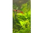 PESCI TROPICALI ACQUA DOLCE DEL VENEZUELA - POECILIA WINGEI CAMPOMA nn.47/51,