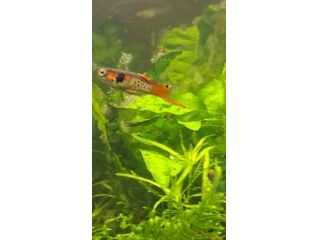 PESCI TROPICALI ACQUA DOLCE DEL VENEZUELA - POECILIA WINGEI CAMPOMA nn.47/51,