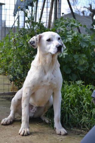 Fergus , cucciolo di 8 mesi in adozione - Foto 10