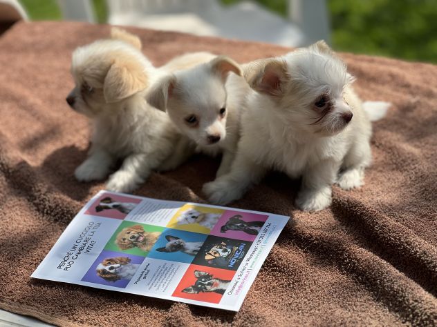 Cuccioli di incrocio Maltese X Chihuahua - Foto 4