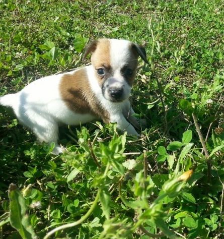 Cuccioli Jack Russell Terrier vivacissimi - Foto 5