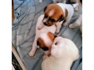 Jack Russell Terrier
