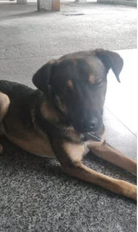 Igor cagnetto sfortunato ma buonissimo - Foto 6