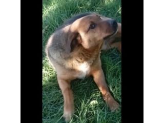 BULLO CONCENTRATO DI TENEREZZA, CANE IN ADOZIONE
