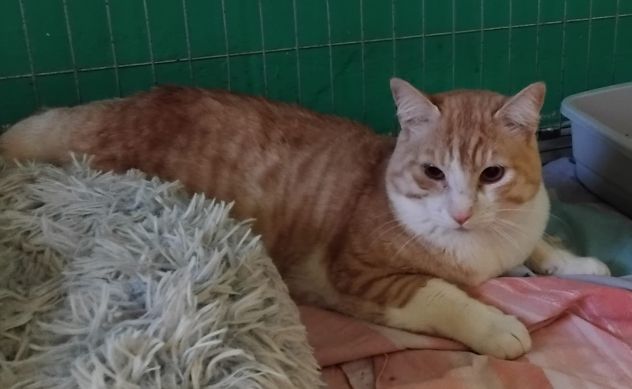 CAMILLO, micio adorabile, rosso e bianco - Foto 3