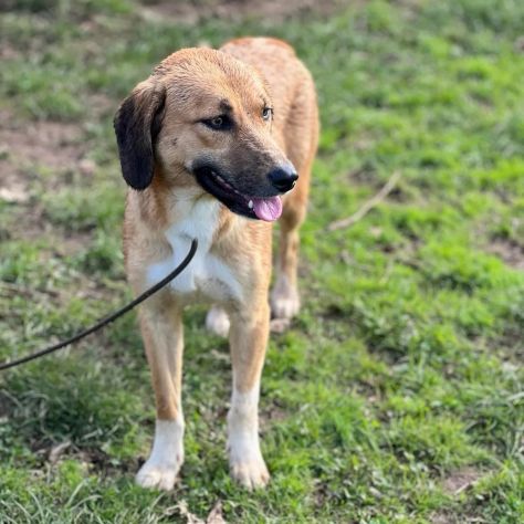GIOVANE CAGNOLINA IN ADOZIONE, TAGLIA MEDIO PICCOLA - Foto 4