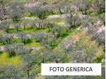 Terreno agricolo in vendita a Calci 3000 mq  Rif: 483360