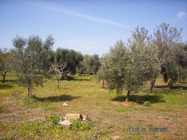POZZO ALTO VENDESI H.T. 1,650 DI TERRENO AGRICOLO