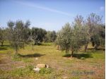 POZZO ALTO VENDESI H.T. 1,650 DI TERRENO AGRICOLO