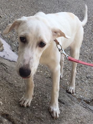 BELLA, dolcissima cucciolotta - Foto 4