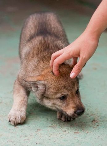 Cuccioli di Cane Lupo Cecoslovacco - Foto 3