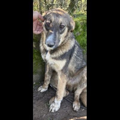 JOHNNY LA DOLCEZZA, CUCCIOLO IN ADOZIONE - Foto 2