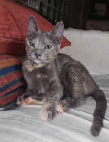 ZELDA, tenera gattina da adottare! - Foto 2