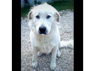 GIOVANE CANE IN ADOZIONE, DOLCISSIMO