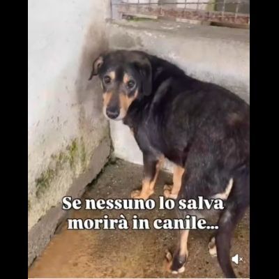 STILTON CERCA SALVEZZA CANE IN ADOZIONE - Foto 4