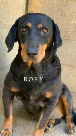 RORY, segugiotta TENERISSIMA in rifugio! - Foto 4