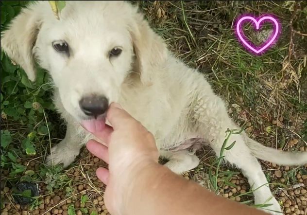 Animali - Foto 5