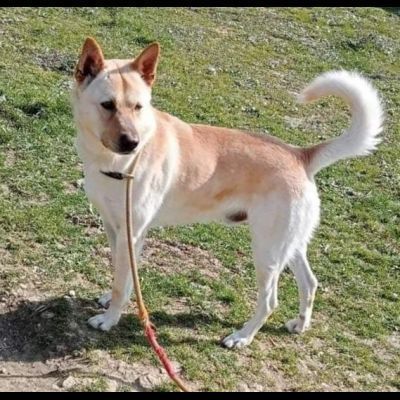 TAKESHI BELLO BRAVO SOCIEVOLE CANE IN ADOZIONE