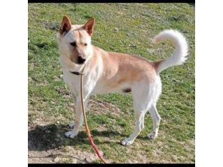 TAKESHI BELLO BRAVO SOCIEVOLE CANE IN ADOZIONE