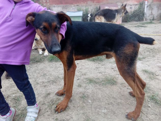 HUBERT, splendido mix Pastore Tedesco e Dobermann - Foto 5