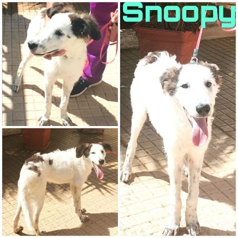 Il dolce Snoopy cerca la sua famiglia questa volta per sempre - Foto 2