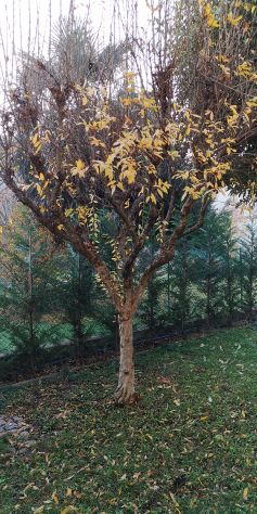 albero Melograno. - Foto 4