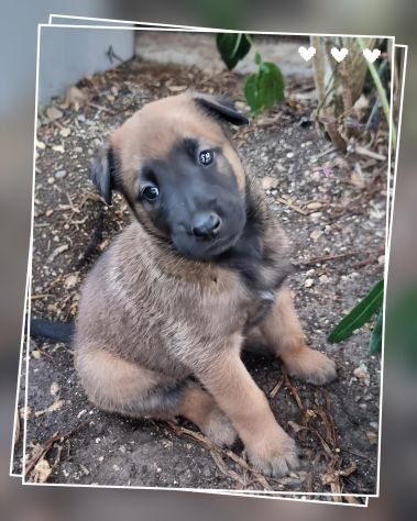 Cuccioli Allevamento Pastore Belga Malinois Catanzaro Calabria - Foto 4