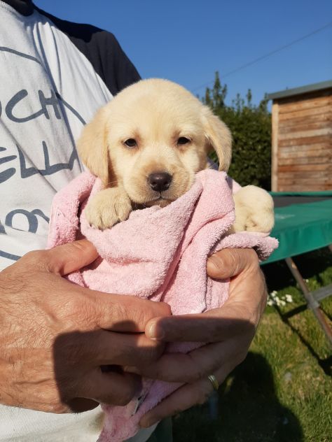 LABRADOR RETRIEVER - Foto 6