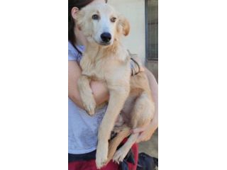 CUCCIOLO IN ADOZIONE: CECCO