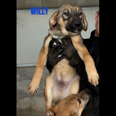 CUCCIOLI IN ADOZIONE taglia media - Foto 6